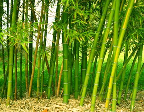 bambus verde luminos