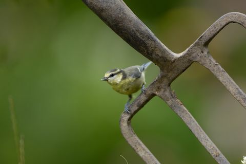 albastru tit parus caeruleus, juvenil, cocoțat pe furculita de grădină co durham iulie