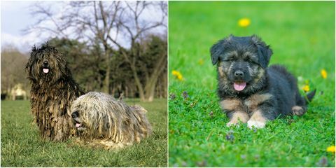 un cățel bergamasco și un adult