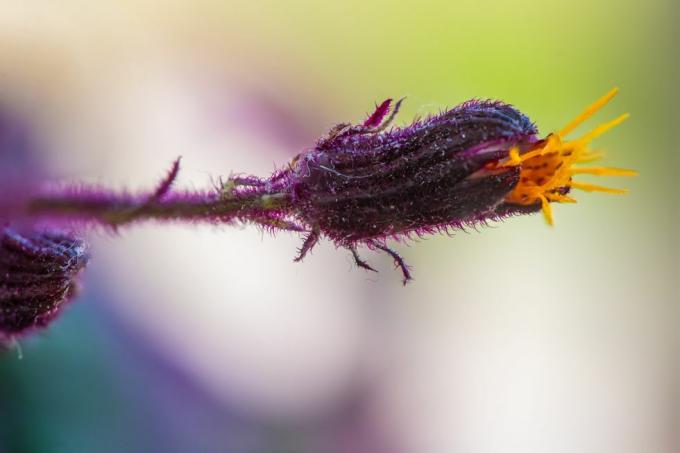 plantă de pasiune violet