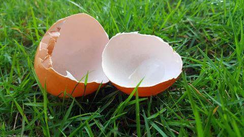 coajă de ou spartă pe iarbă