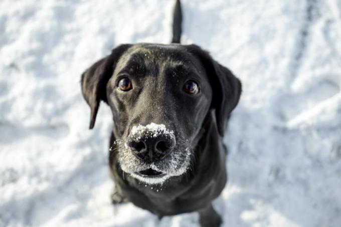 un labrador negru iarna