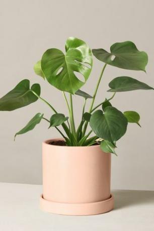 Monstera Deliciosa în ghiveci decorativ