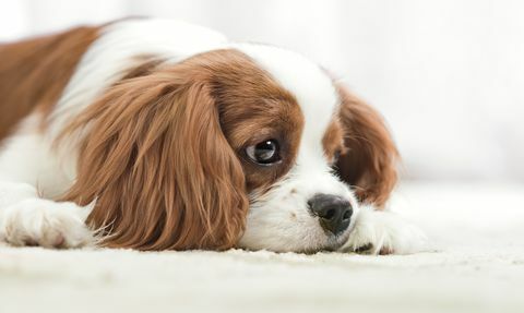 Regele Cavalier Charles Spaniel