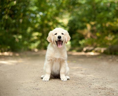 cățeluș labrador stând pe o potecă de pădure