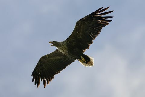 Vulturii cu coada albă au monitorizat înaintea proiectului de reintroducere