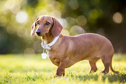 Dachshund