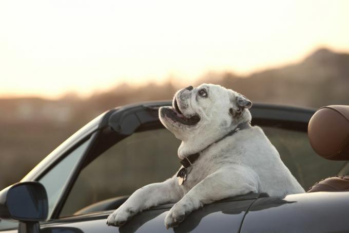 buldog stând în decapotabil