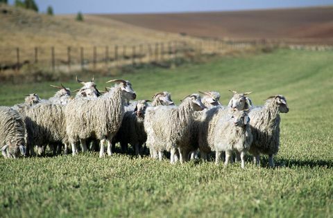 Efectivul de capre Angora