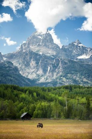 cai care pășesc în parcul național Grand Teton, Wyoming, cu o cabană și munți înzăpeziți în fundal