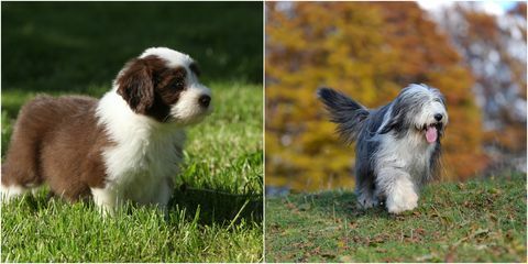 câine de barbă cu barbă ca un cățeluș și un adult