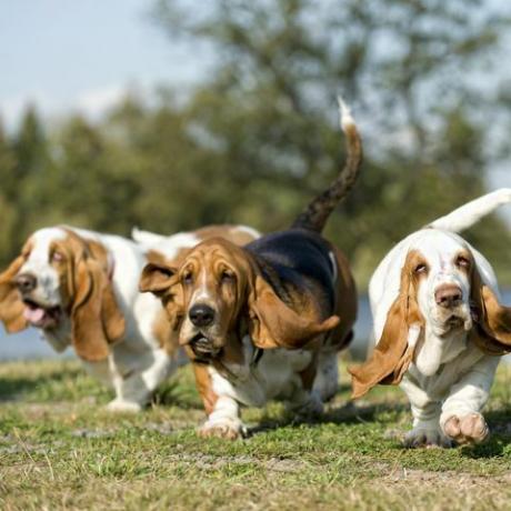 câini basset hound