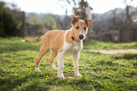 catelus collie neted