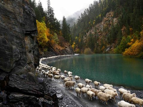 turmele de oaie - lac - Pasul Abano - Georgia - Amos Chapple / RFE / RL