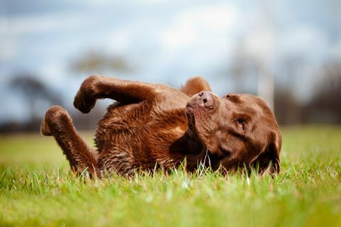 câine labrador retriever maro care se rostogolește pe iarbă