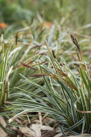 frunze pestrițe ale plantei carex oshimensis