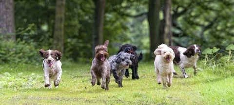 Dogstival Festival Forest New fotografie