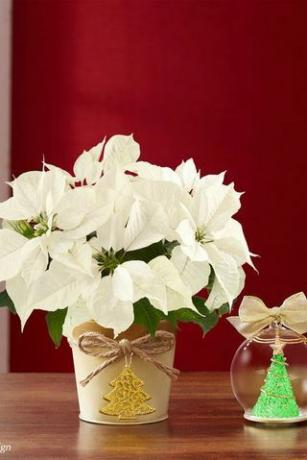 Poinsettia albă cu ornament