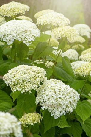 Imagine de prim-plan a înfloririi de vară Hydrangea Arborescens 'Incrediball, sau hortensie netedă, flori albe