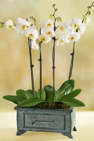 Orhideea de dans asiatic