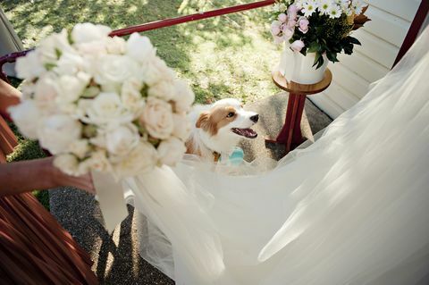 6 lucruri de retinut daca cainele tau vine la nunta ta
