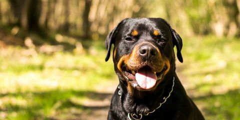 câine rottweiler