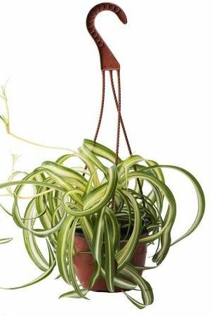 Curly Spider Plant, coș de 8 inci