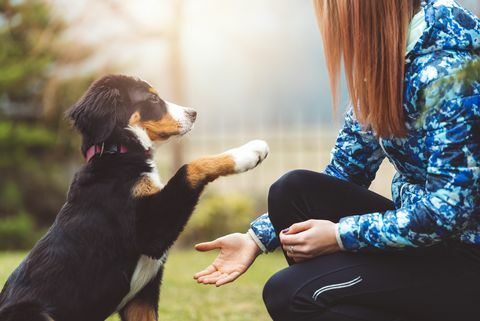 o tânără frumoasă la plimbare cu câinele ei este timpul de joacă, dacă vei fi un băiat bun, vei primi un răsfăț un câine este singurul lucru de pe pământ care te iubește mai mult decât se iubește el pe sine