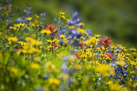 Modul în care florile sălbatice pot reduce utilizarea pesticidelor
