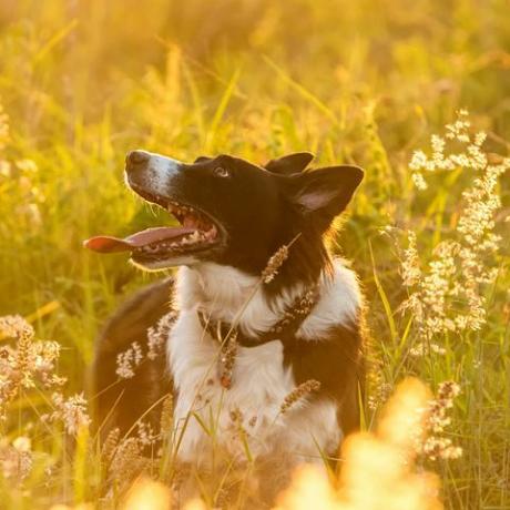 câine border collie în câmp