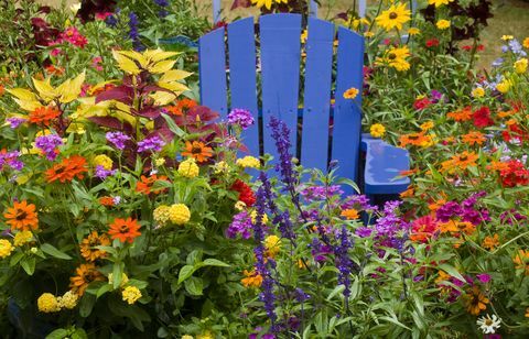 Cum să-ți pregătești grădina pentru primăvară Scaun în mijlocul culorii plantelor cu flori anuale