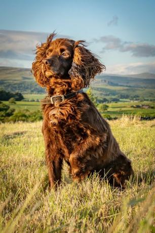 portretul unui cocker spaniel stând pe o iarbă