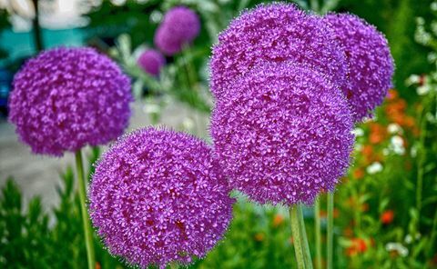 Înalte flori violet de alliu