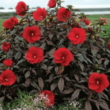 „Midnight Marvel” Hardy Hibiscus