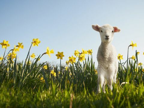 Miel într-un câmp de narcise în primăvară