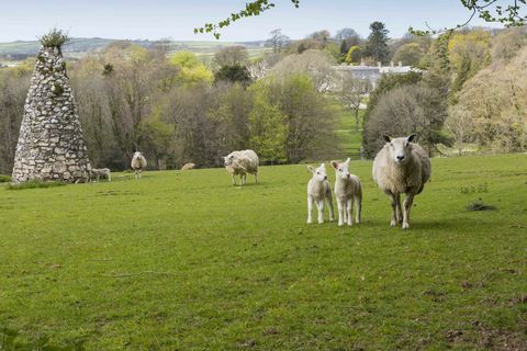 oile și miei la Arlington Court Devon - National Trust Chris Lacey