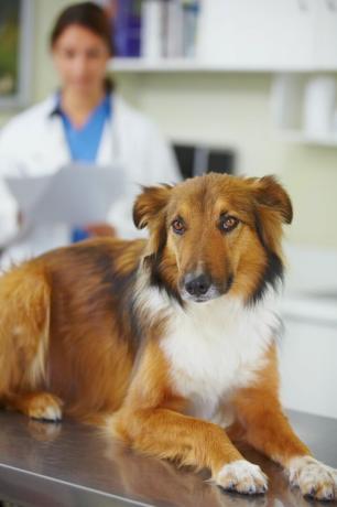 câine la veterinar