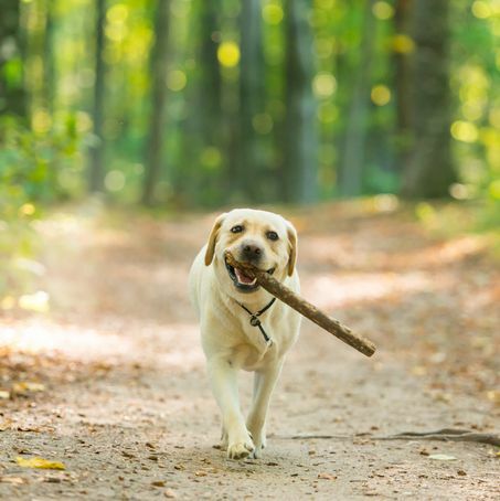 imagine de prim-plan a unui câine labrador retriever galben care poartă un băț în pădure
