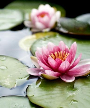 flori de lotus plutind în apă