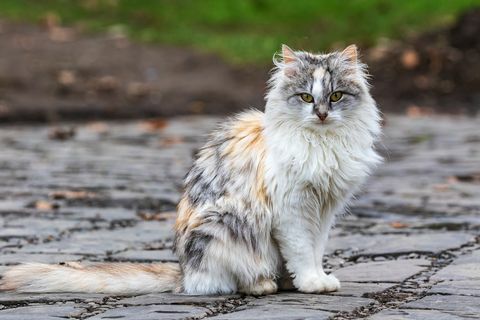 o pisică tricoloră drăguță stă pe o pistă și privește fotograful pisica casnică în aer liber