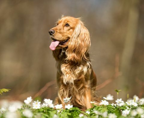 Cocker spaniol