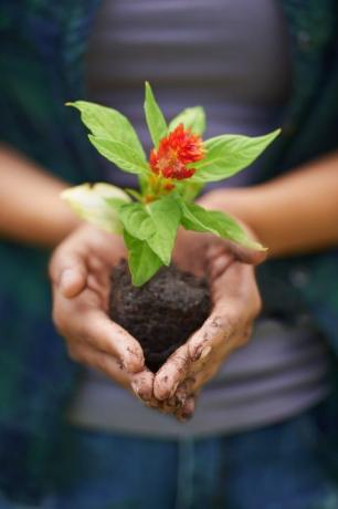 Plantă verde și roșie în mâinile unui grădinar