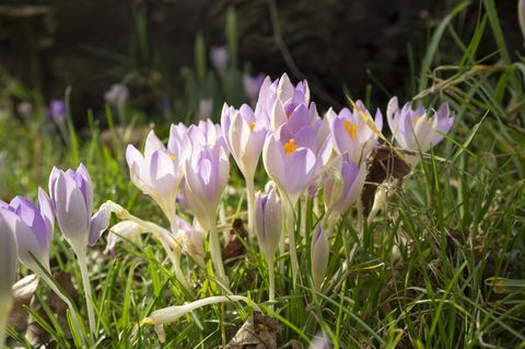 crocusuri