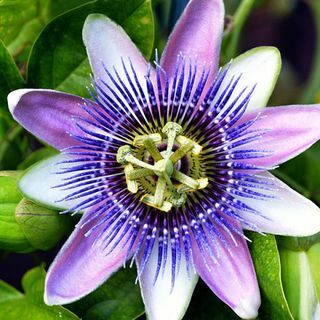 iarbă de anxietate passionflower