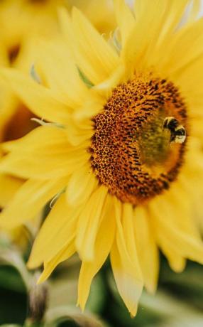 frumos câmp de floarea-soarelui din Marea Britanie albină lucrătoare care colectează polen