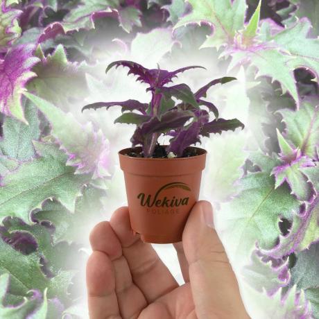Purple Passion Plant, ghiveci de 2 inch