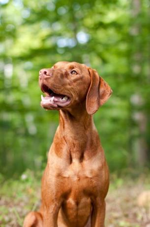 portretul câinelui vizsla zâmbitor