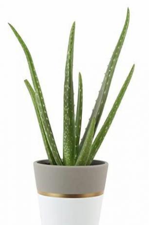 Aloe Vera în ghiveci decorativ