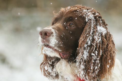 O lovitură de cap drăguță a unui câine englez Springer Spaniel, cu zăpadă pe urechi și pe față.