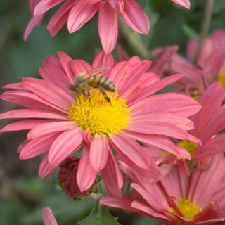 Coral Daisy Mammoth Mumoth